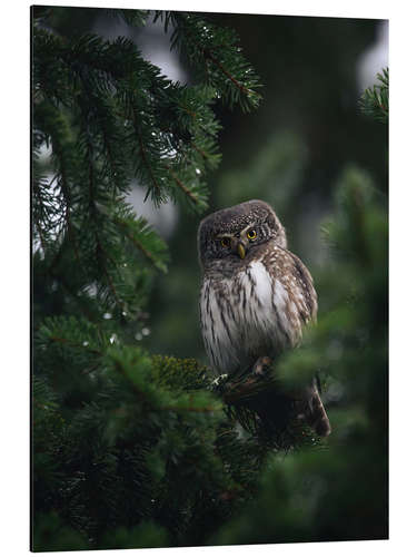 Cuadro de aluminio Pygmy Owl