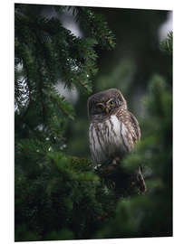 PVC-taulu Pygmy Owl