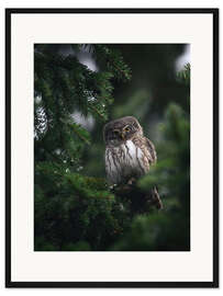 Gerahmter Kunstdruck Zwergeule