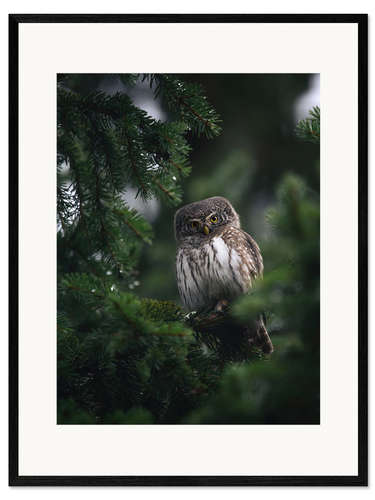Framed art print Pygmy Owl