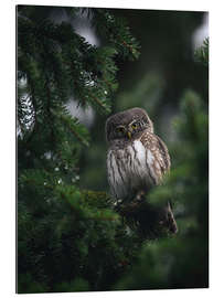 Gallery print Pygmy Owl