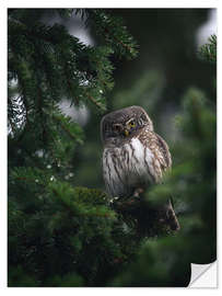 Sticker mural Pygmy Owl