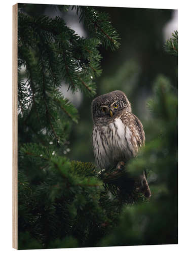 Wood print Pygmy Owl