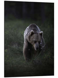 Aluminiumtavla Bear in the evening light