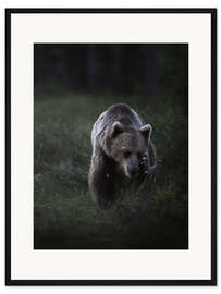 Gerahmter Kunstdruck Bär im Abendlicht