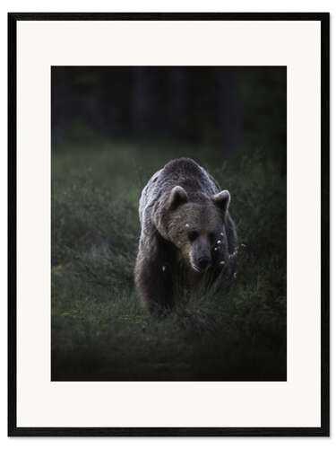 Impressão artística com moldura Bear in the evening light