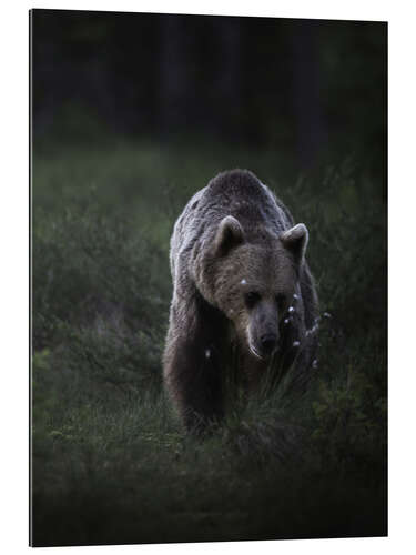 Quadro em plexi-alumínio Bear in the evening light