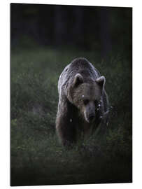 Gallery print Bear in the evening light