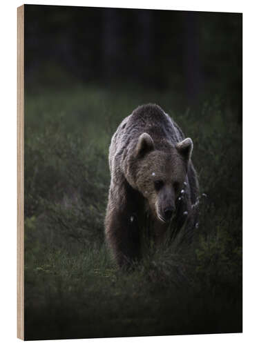 Puutaulu Bear in the evening light