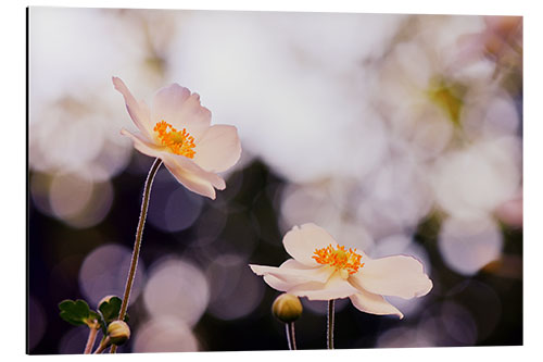 Aluminium print Anemones in the light