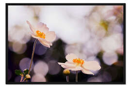 Gerahmter Kunstdruck Anemonen im Licht