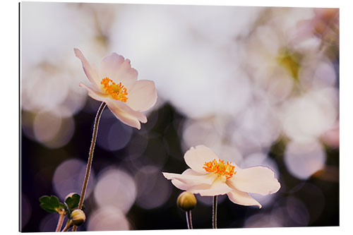 Quadro em plexi-alumínio Anemones in the light