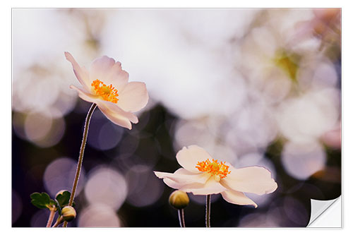 Vinilo para la pared Anemones in the light