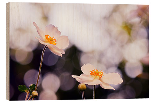 Puutaulu Anemones in the light