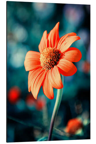 Tableau en aluminium Orange Gazania