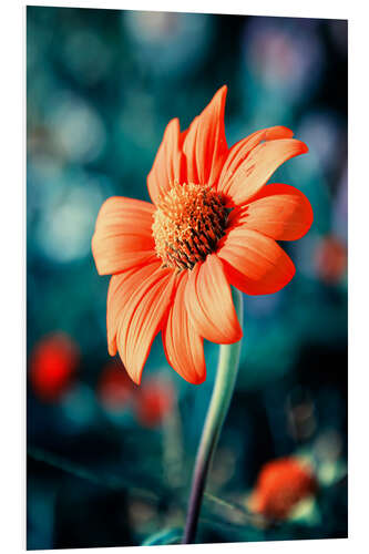 Foam board print Orange Gazania