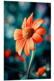 PVC-taulu Orange Gazania