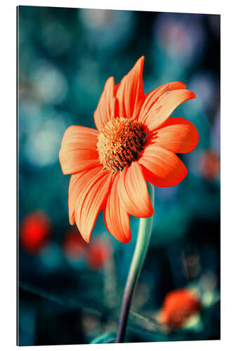 Gallery Print Orange Gazania