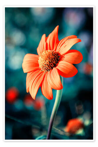 Poster Orange Gazania