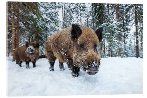 Acrylic print Wild boars in winter