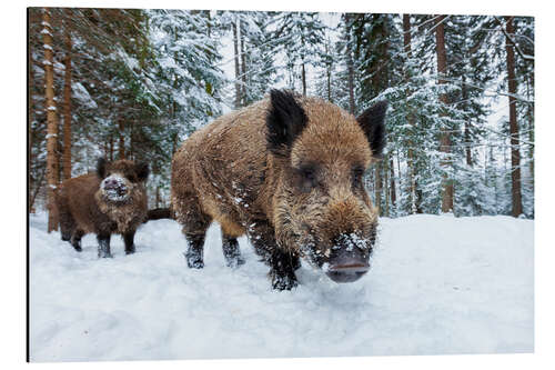 Tableau en aluminium Wild boars in winter