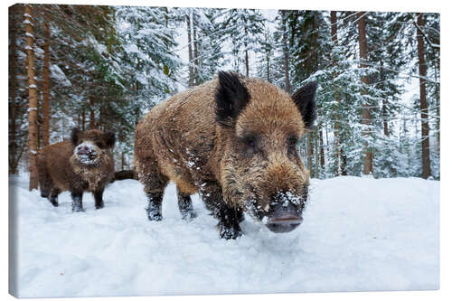 Tableau sur toile Wild boars in winter