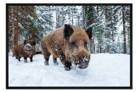 Gerahmter Kunstdruck Wildschweine im Winter