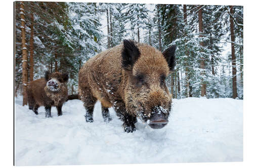 Gallery print Wild boars in winter