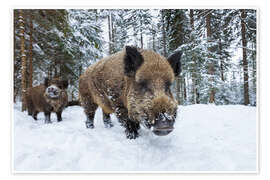 Veggbilde  Wild boars in winter - Dieter Meyrl