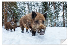 Vinilo para la pared Wild boars in winter