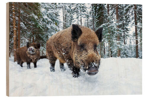 Wood print Wild boars in winter