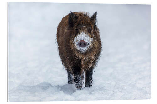 Aluminiumsbilde Young wild boar in winter