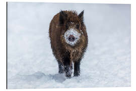 Aluminium print Young wild boar in winter