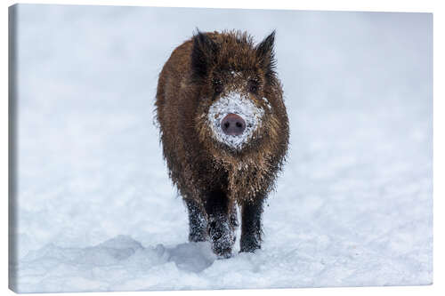 Canvas-taulu Young wild boar in winter