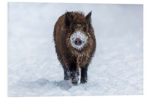 Foam board print Young wild boar in winter