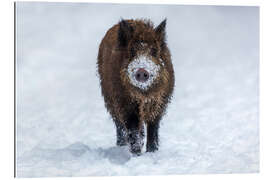 Gallery print Young wild boar in winter