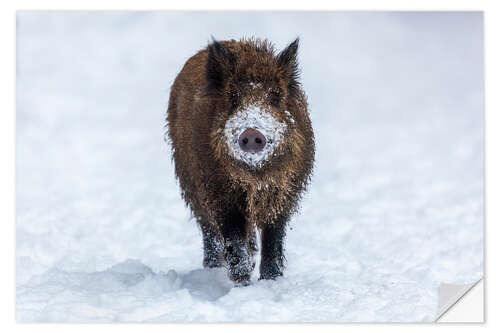 Wandsticker Junges Wildschein im Winter