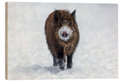 Tableau en bois Young wild boar in winter