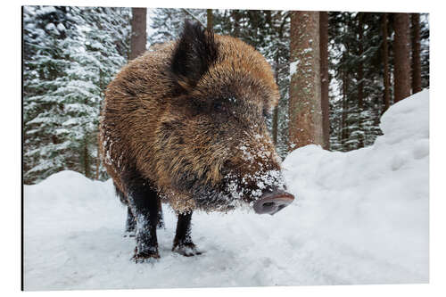 Cuadro de aluminio Wild boar in winter