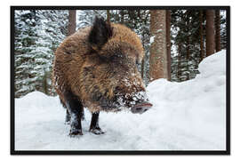 Gerahmter Kunstdruck Wildschein im Winter
