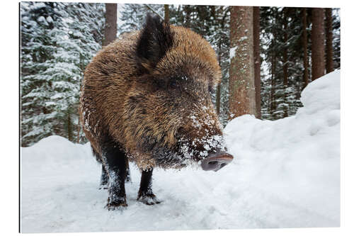 Gallery print Wild boar in winter