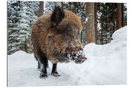 Galleriprint Wild boar in winter