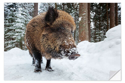 Naklejka na ścianę Wild boar in winter