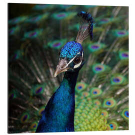 Alubild Pfau