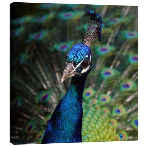 Canvas print Peacock