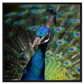 Gerahmter Kunstdruck Pfau