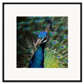 Impression artistique encadrée Peacock