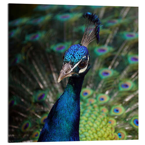 Gallery print Peacock