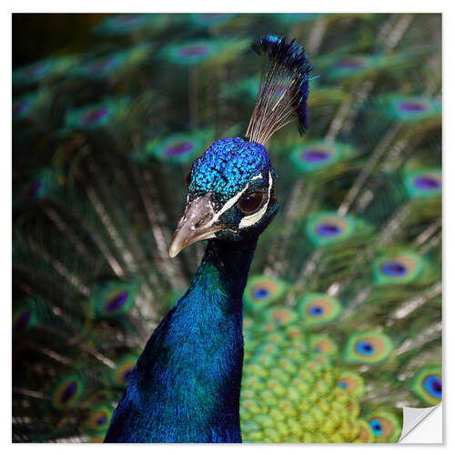 Sisustustarra Peacock