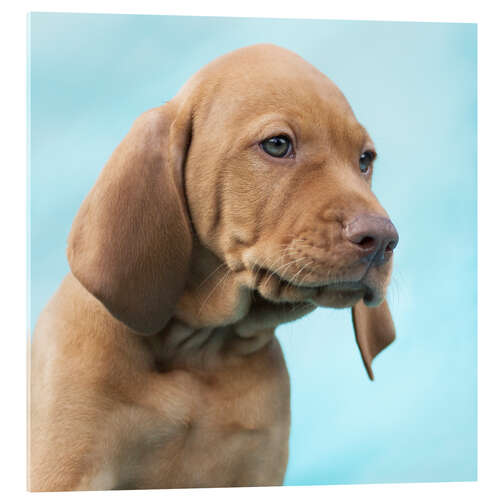 Acrylic print Sweet Vizsla puppy